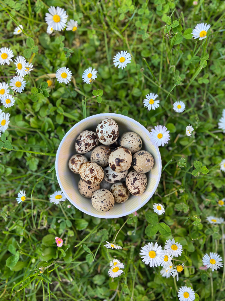 Jaja przepiórcze na łące